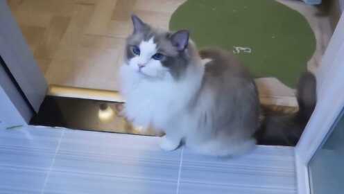 猫咪365度视频，记录生活，见证成长