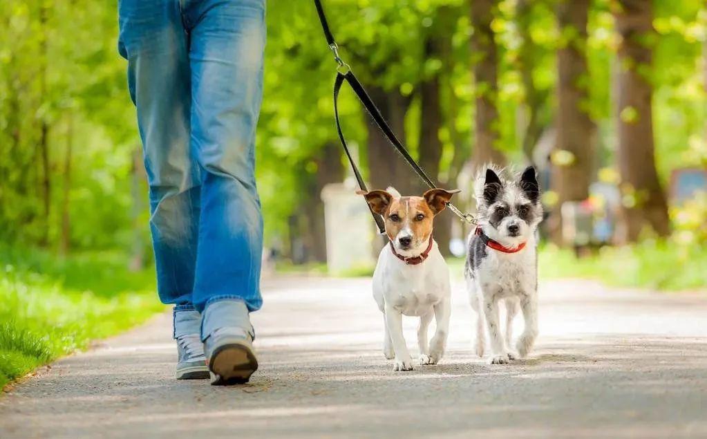 大爷爱犬去世后为陌生女子遛狗12年,一段不平凡的邻里温情 大爷爱犬去世后为陌生女子遛狗12年,一段不平凡的邻里温情